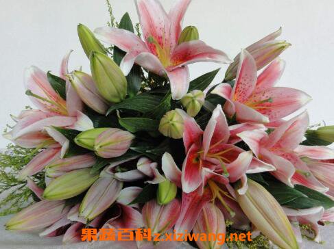 百合花的功效与作用 百合花的禁忌