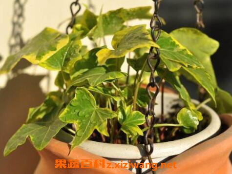 金边常春藤的养殖方法