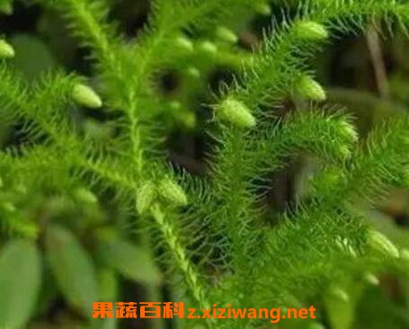 伸筋草图片 伸筋草泡水喝的功效