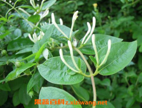忍冬藤的功效与作用及药用价值