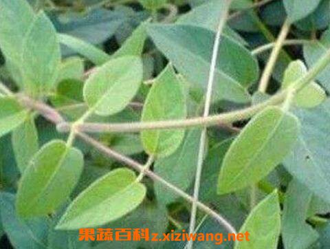 忍冬藤的功效与作用及药用价值