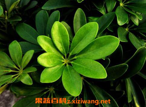 鸭脚木的功效与作用