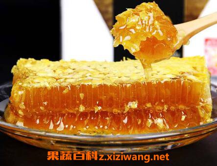 蜂巢不适合哪些人吃 吃蜂巢的禁忌