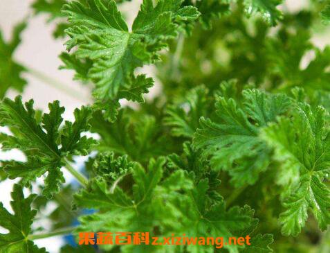 驱蚊植物有哪些 驱蚊效果最好的植物