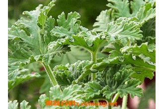 驱蚊植物有用吗 驱蚊子最有效的方法
