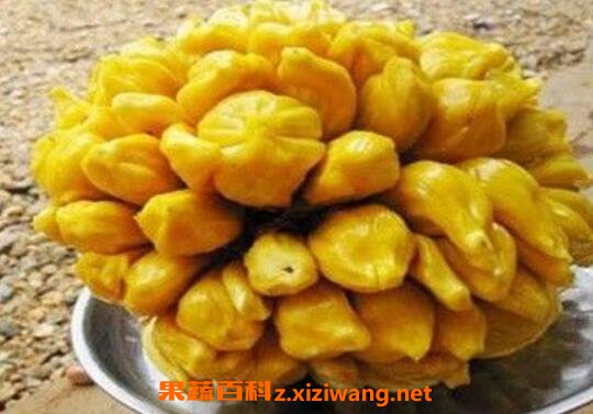 菠萝蜜核什么人不能吃 菠萝蜜吃不完怎么保存