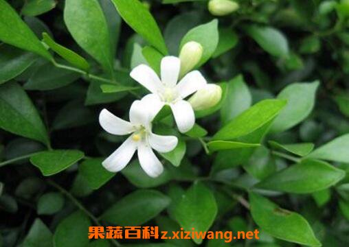 九里香的功效与作用及药用价值