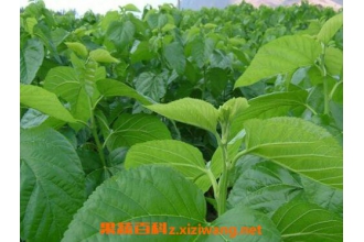 桑树叶的功效与作用