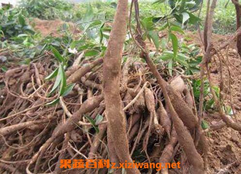 桐油树根的功效与作用及药用价值