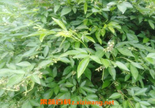 饿蚂蟥的功效与作用及药用价值
