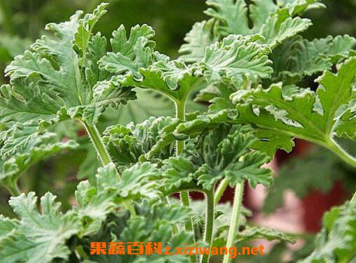 驱蚊草有用吗 驱蚊草的养殖方法