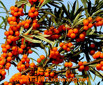 沙棘果