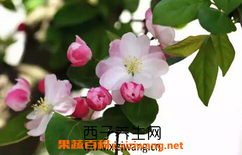 苹果花