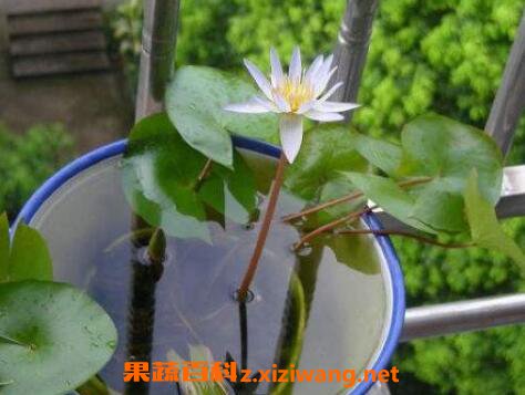 水培睡莲无土方法步骤