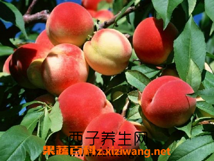 水蜜桃