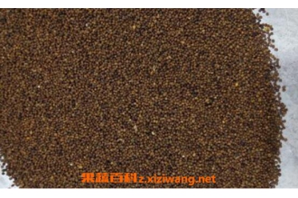 盐菟丝子的功效与作用及药用价值