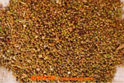 盐菟丝子的功效与作用及药用价值