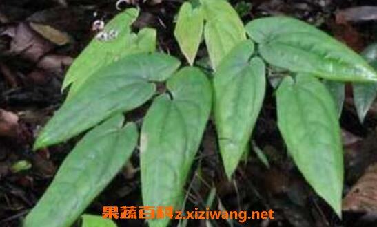 霪羊藿的功效与副作用