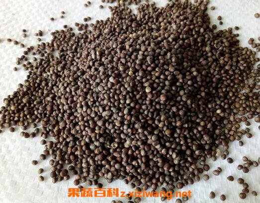 炒紫苏子的功效与作用及常见用法