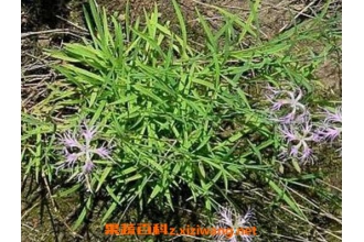 中药瞿麦的功效与作用及药用价值
