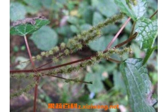 萹蓄瞿麦的功效与作用