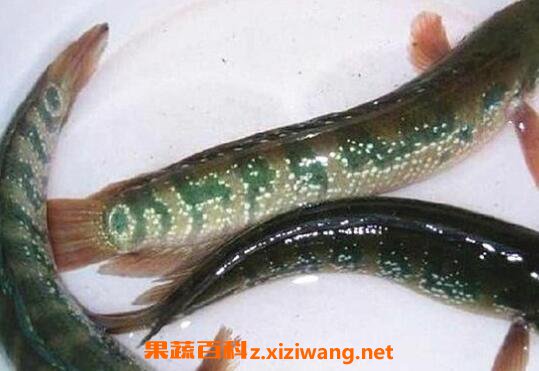 张弓鱼的作用与功效