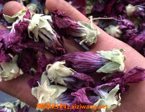 芙蓉花茶的功效与作用