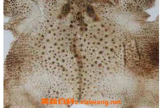 蛤蟆衣有毒吗 蛤蟆衣的副作用