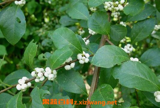 鱼眼树根的功效与作用及药用价值