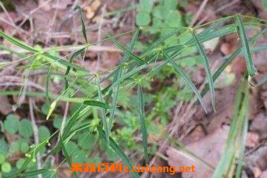 一枝箭的功效与作用 一枝箭主要治什么