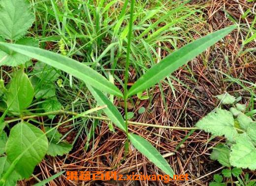 一枝箭的功效与作用 一枝箭主要治什么