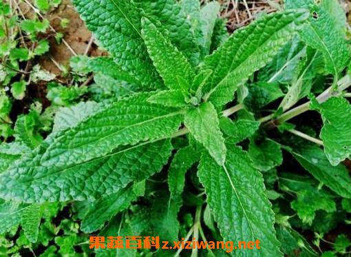 癞蛤蟆草的功效与作用及食用方法