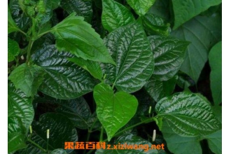 海风藤的功效与作用 海风藤有毒吗