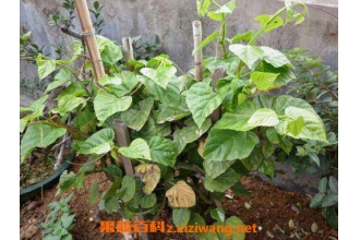 宽筋藤的功效与作用及药用价值