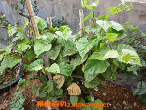 宽筋藤的功效与作用及药用价值