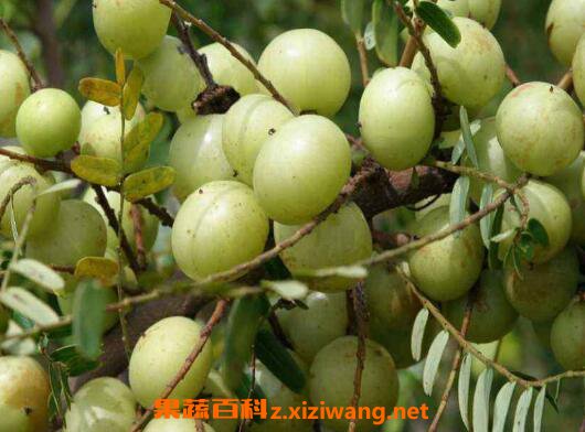 余甘的功效与作用