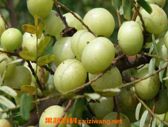 用冰糖怎么腌制余甘果 冰糖腌余甘果的作用