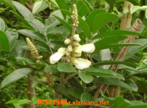 牛大力的功效与作用及药用价值