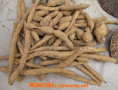 牛大力的功效与作用及药用价值