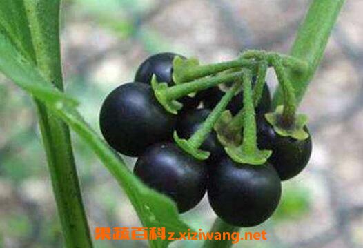 龙葵碱的功效与作用 龙葵碱抗肿瘤是真的吗
