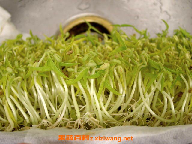 绿豆芽的功效
