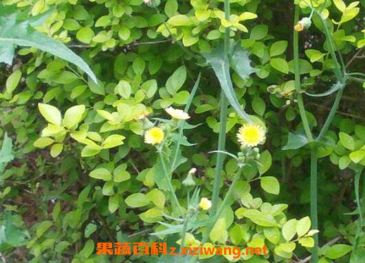 苒苒草的功效与作用及药用价值