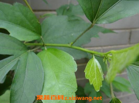 怎么用木槿叶洗头 木槿叶洗头禁忌