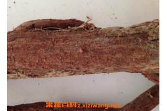 中药红穿破石的功效和作用及药用价值