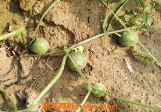 小马泡可以吃吗 小马泡的功效与作用
