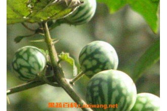 马泡瓜如何吃 马泡瓜的食用方法