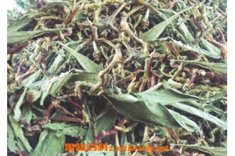 山蜜草的功效与作用 山蜜草的营养价值