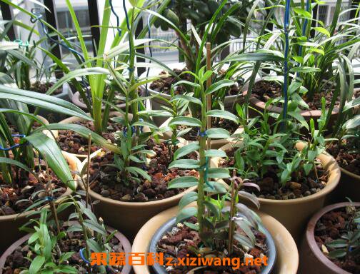 石斛如何种植 石斛种植方法