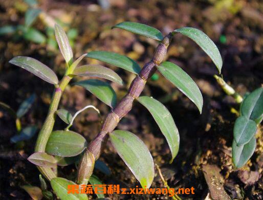 石斛如何种植 石斛种植方法