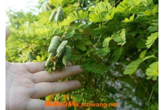 鸡骨草的功效与作用 鸡骨草怎么吃